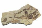 Fossil Fish (Gosiutichthys) Mortality Plate - Wyoming #357172-1